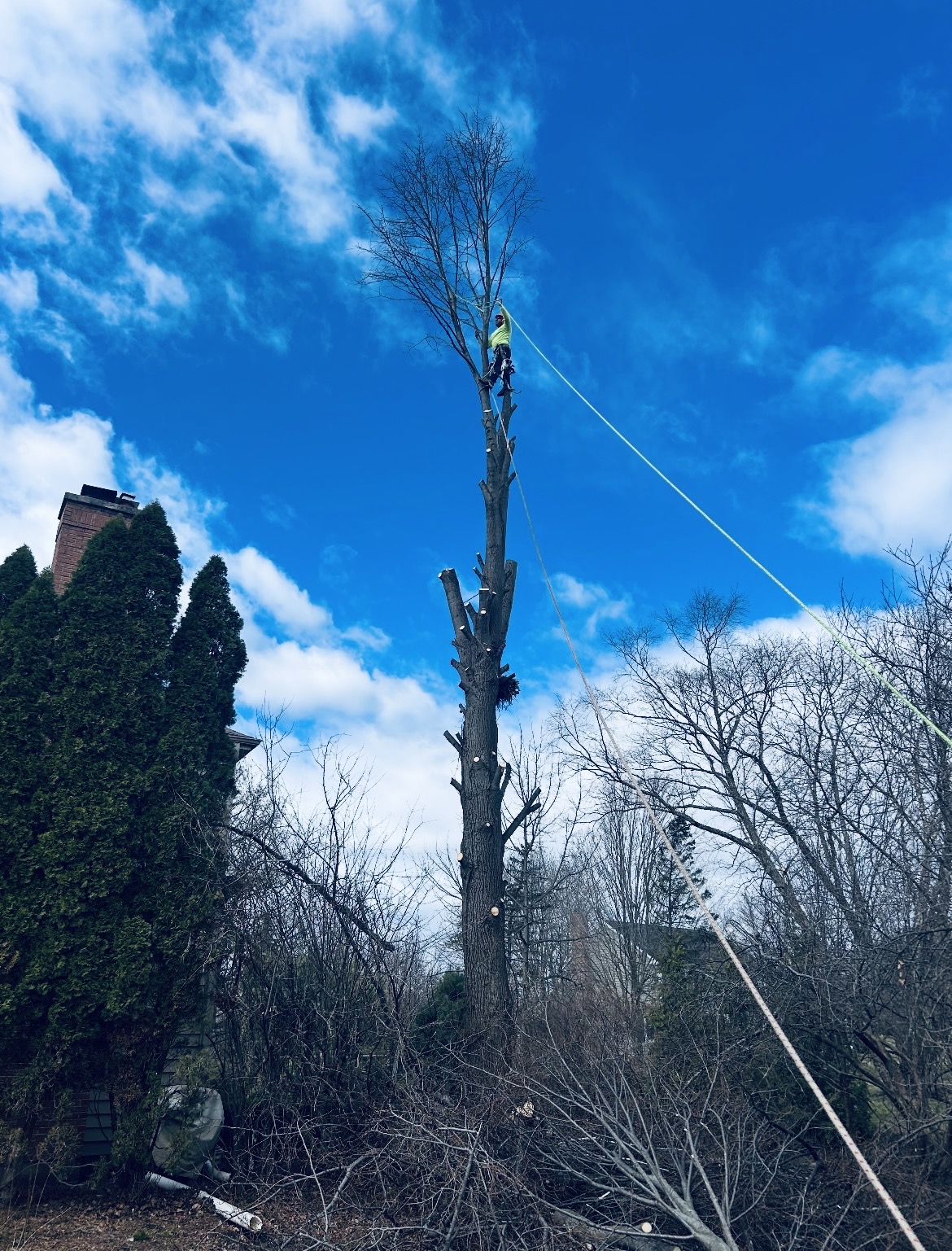 Tree Removal